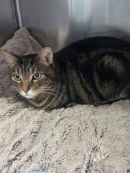 Shelter Stray Male Cat last seen mosswood park, Oakland, CA, 1101 29th Ave, Oakland, CA 94601, USA
