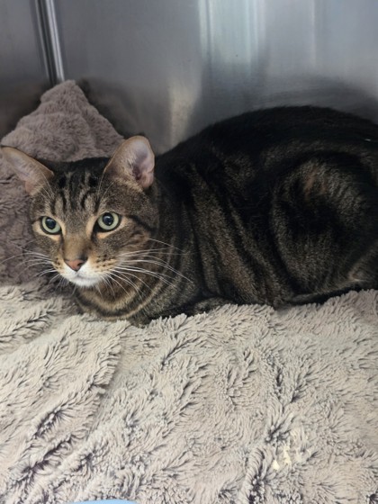 Shelter Stray Male Cat last seen mosswood park, Oakland, CA, 1101 29th Ave, Oakland, CA 94601, USA