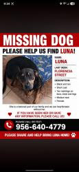 Lost Female Dog last seen Near Florencia Avenue Brownsville Texas 78526, Brownsville, TX 78526