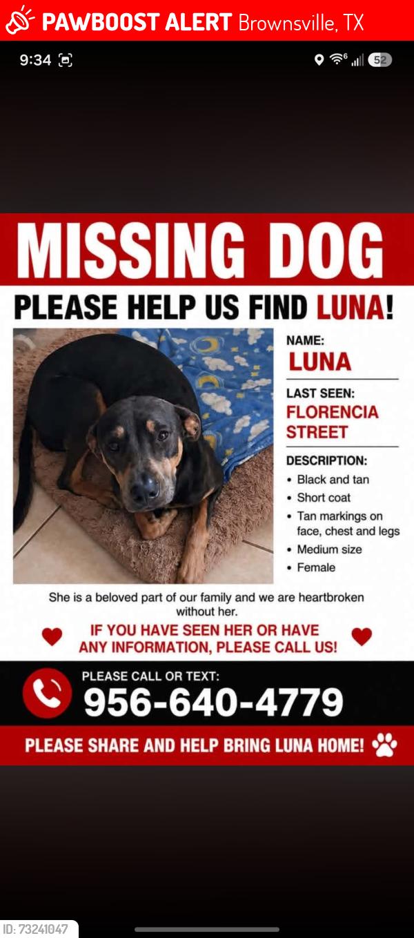 Lost Female Dog last seen Near Florencia Avenue Brownsville Texas 78526, Brownsville, TX 78526