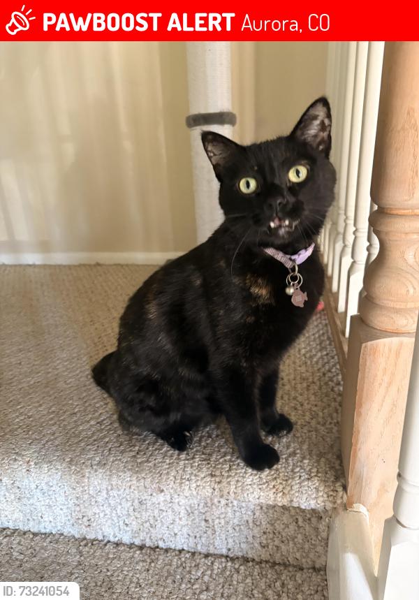 Lost Female Cat last seen S Richfield ST & E Tufts Ave, Aurora, 80015, Aurora, CO 80015
