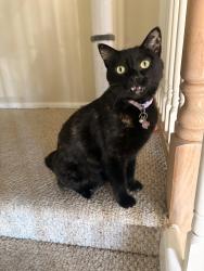 Lost Female Cat last seen S Richfield ST & E Tufts Ave, Aurora, 80015, Aurora, CO 80015