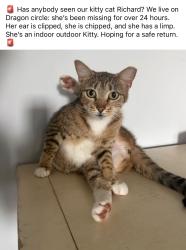 Lost Female Cat last seen Bay Point, Panama City, FL 32408
