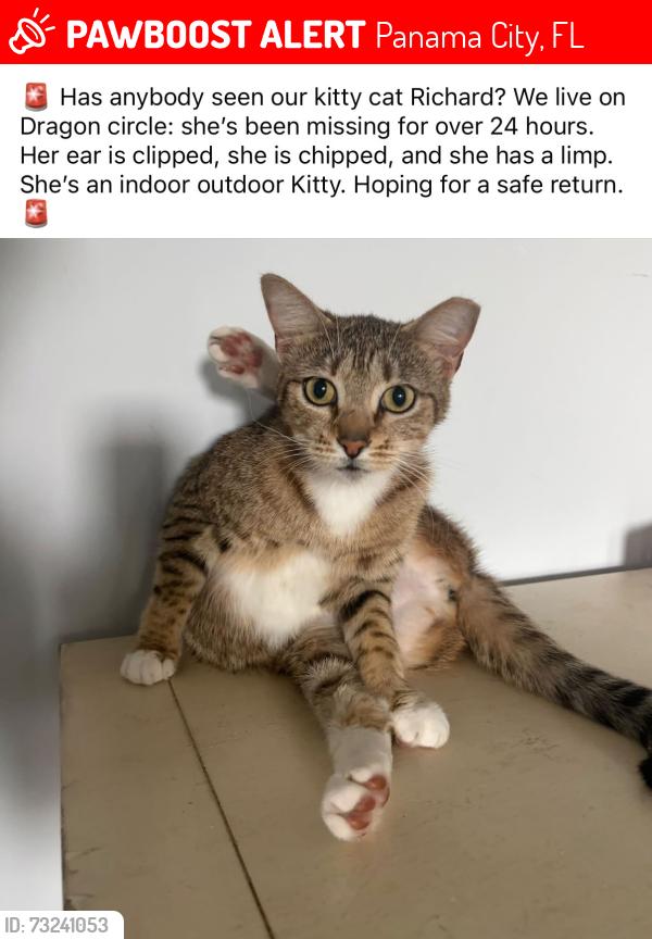 Lost Female Cat last seen Bay Point, Panama City, FL 32408
