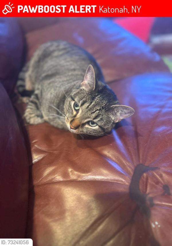 Lost Male Cat last seen Sunderland and Emerson Ct, Katonah, NY 10536