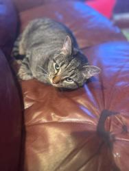 Lost Male Cat last seen Sunderland and Emerson Ct, Katonah, NY 10536