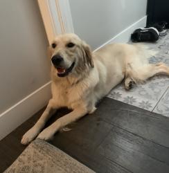 Reunited Female Dog last seen Alameda and Downing, Denver, CO 80209