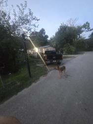 Lost Unknown Dog last seen Maurine St, Houston, TX 77039