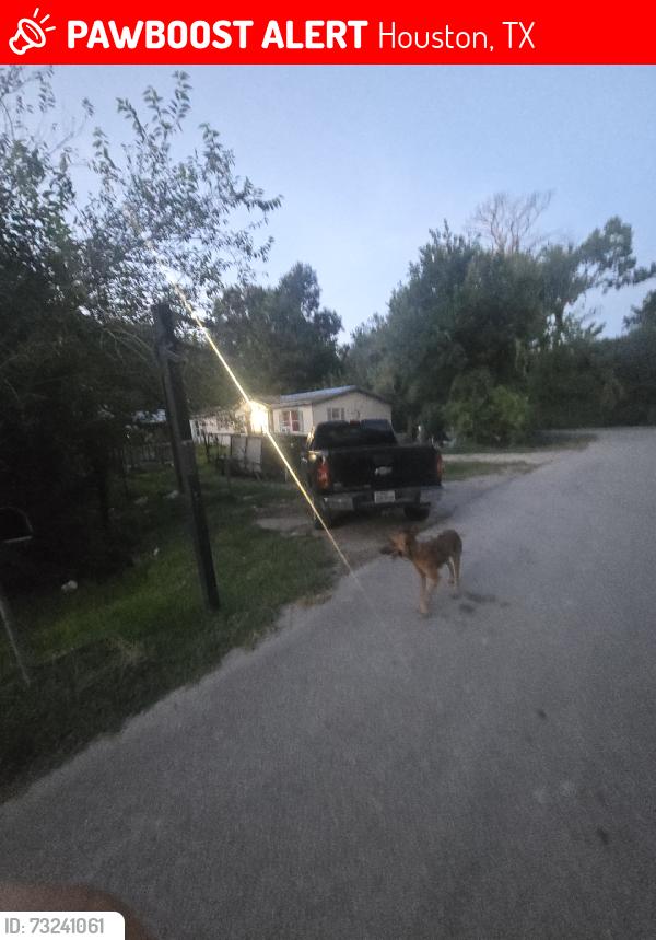 Lost Unknown Dog last seen Maurine St, Houston, TX 77039