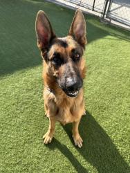 Shelter Stray Male Dog last seen Near Melrose Drive, Vista, CA, 92084, Oceanside, CA 92058, USA