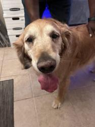 Found/Stray Female Dog last seen Chandler Blvd and Terrace, Chandler, AZ 85226