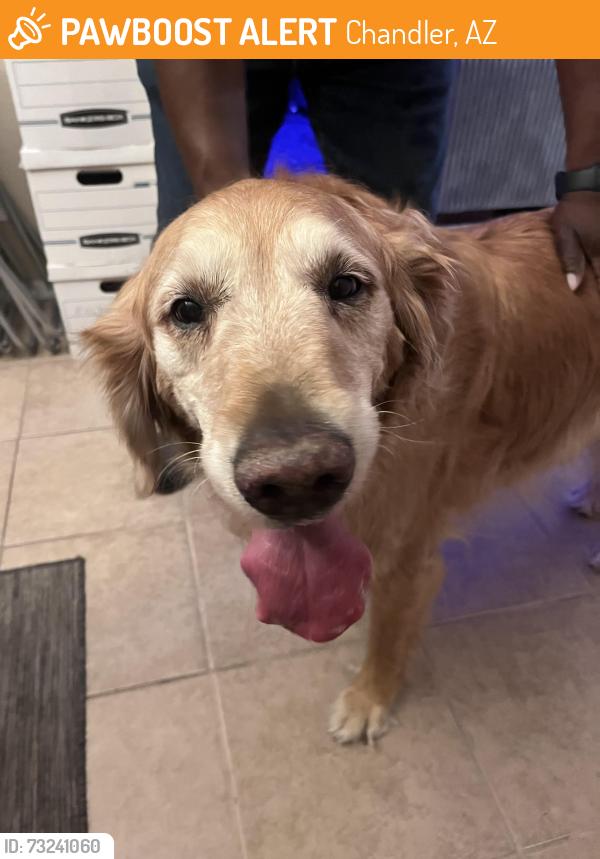 Found/Stray Female Dog last seen Chandler Blvd and Terrace, Chandler, AZ 85226