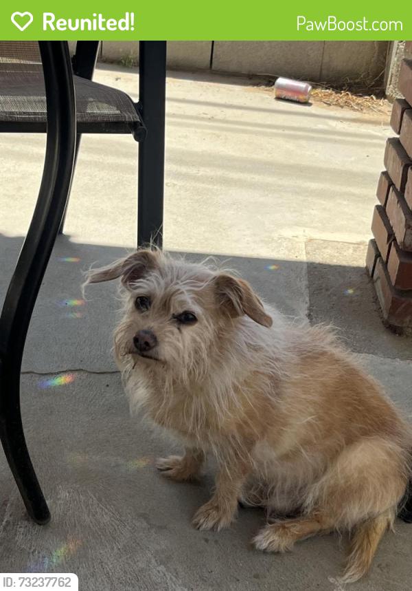 Reunited Male Dog last seen 154th street east lake la 93535, Lake Los Angeles, CA 93535