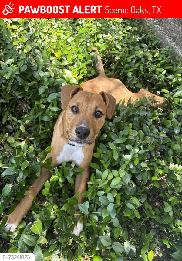 Lost Male Dog last seen In the neighborhood behind the QT in Fairoaks Ranch, Scenic Oaks, TX 78006