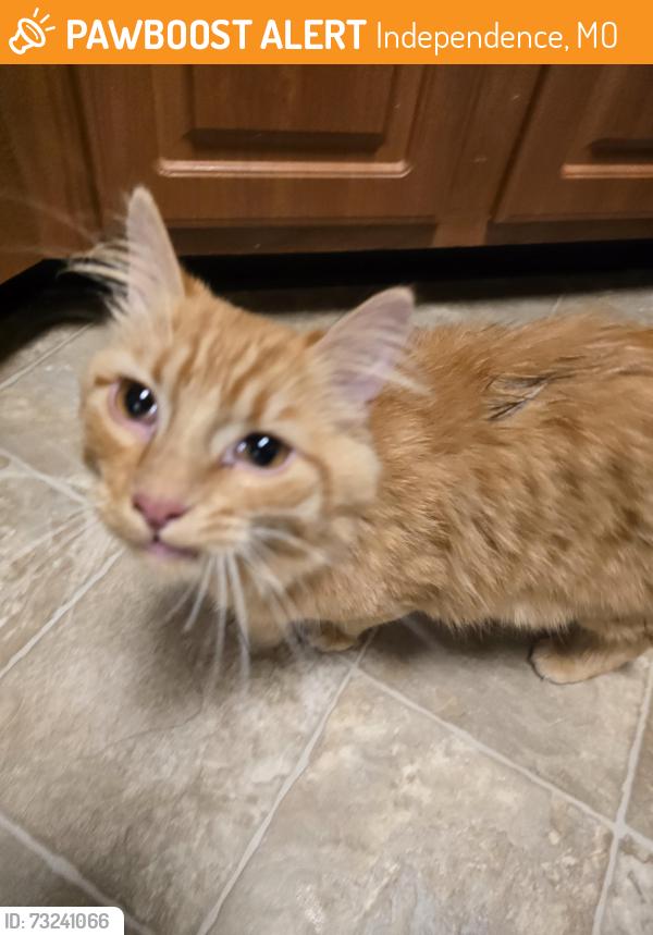 Found/Stray Unknown Cat last seen Center point medical center, Independence, MO 64057