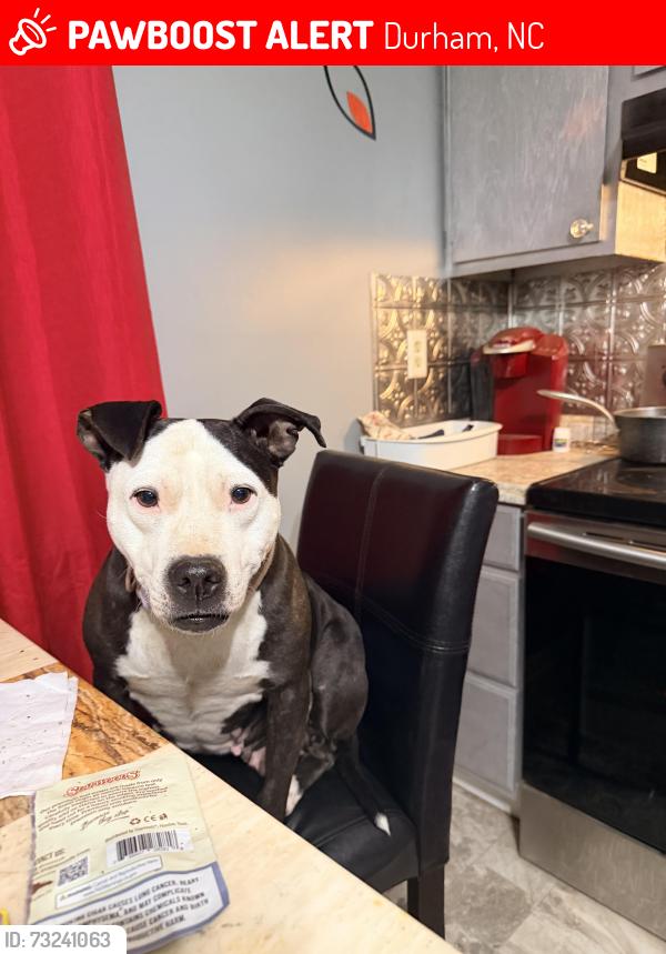 Lost Female Dog last seen Near Fargo st, Durham, NC 27707