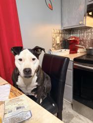 Lost Female Dog last seen Near Fargo st, Durham, NC 27707