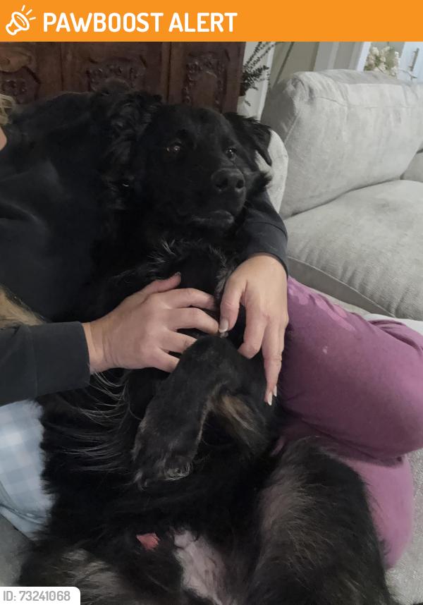 Found/Stray Male Dog last seen Jordan Ranch Walking Trail, Jordan Ranch Blvd, TX 77423