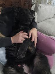 Found/Stray Male Dog last seen Jordan Ranch Walking Trail, Jordan Ranch Blvd, TX 77423
