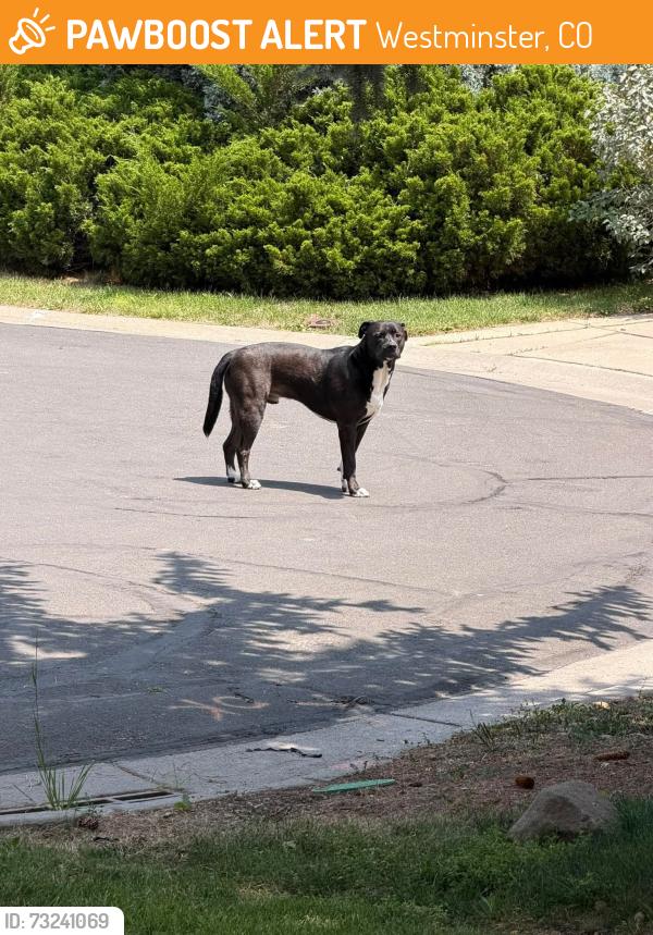Found/Stray Male Dog last seen Near Hyland Greens golf course, Westminster, CO 80031