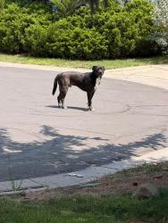Found/Stray Male Dog last seen Near Hyland Greens golf course, Westminster, CO 80031