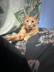 Lost Male Cat last seen Meadowview apmt Complex, off of Clearcreek Franklin Road, Springboro, OH 45066