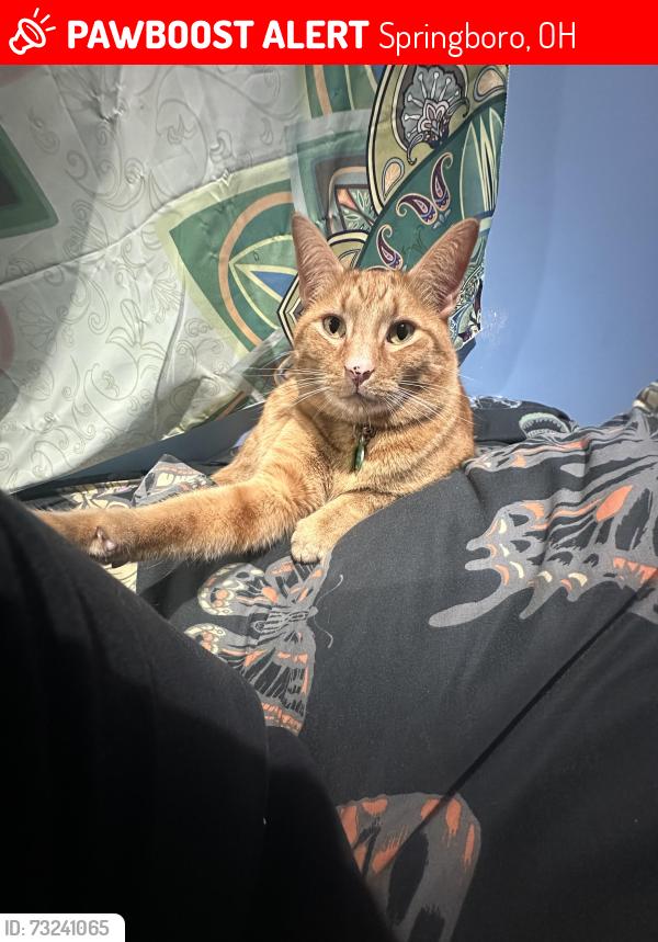 Lost Male Cat last seen Meadowview apmt Complex, off of Clearcreek Franklin Road, Springboro, OH 45066