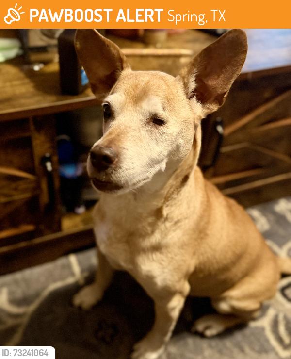 Found/Stray Male Dog last seen Rayford/Sawdust Road, Spring, TX 77386