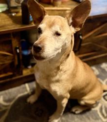 Found/Stray Male Dog last seen Rayford/Sawdust Road, Spring, TX 77386