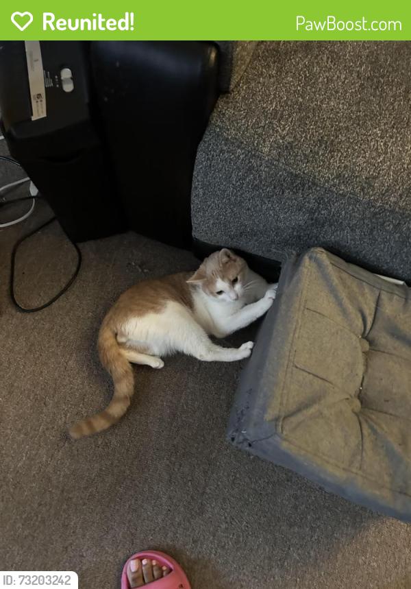 Reunited Male Cat last seen Near 160th and Harvard ave, Cleveland, OH 44128