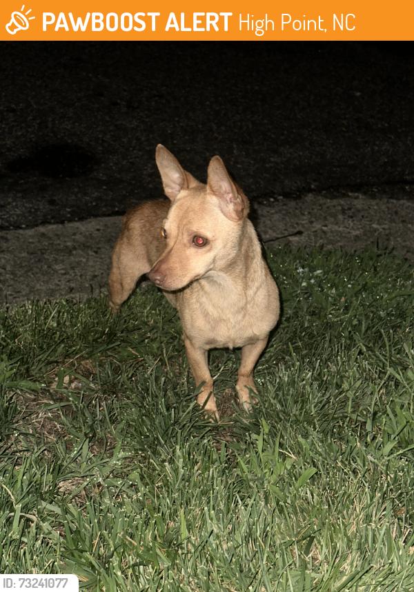 Found/Stray Male Dog last seen By the apmts, High Point, NC 27260