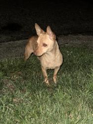 Found/Stray Male Dog last seen By the apmts, High Point, NC 27260