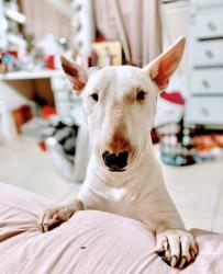 Reunited Female Dog last seen Maplemont dr, Houston, TX 77095