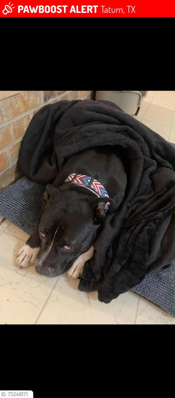 Lost Male Dog last seen E Johnson st 43, Tatum, TX 75691