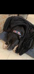 Lost Male Dog last seen E Johnson st 43, Tatum, TX 75691