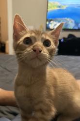 Lost Male Cat last seen Spring Cypress road, Spring, TX 77388