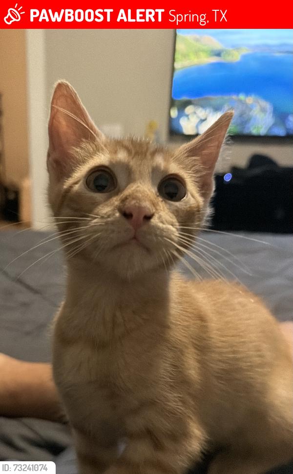 Lost Male Cat last seen Spring Cypress road, Spring, TX 77388