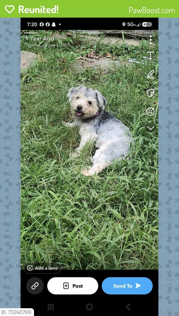 Reunited Female Dog last seen Near Cartwright Circle North, Goodlettsville, TN 37072