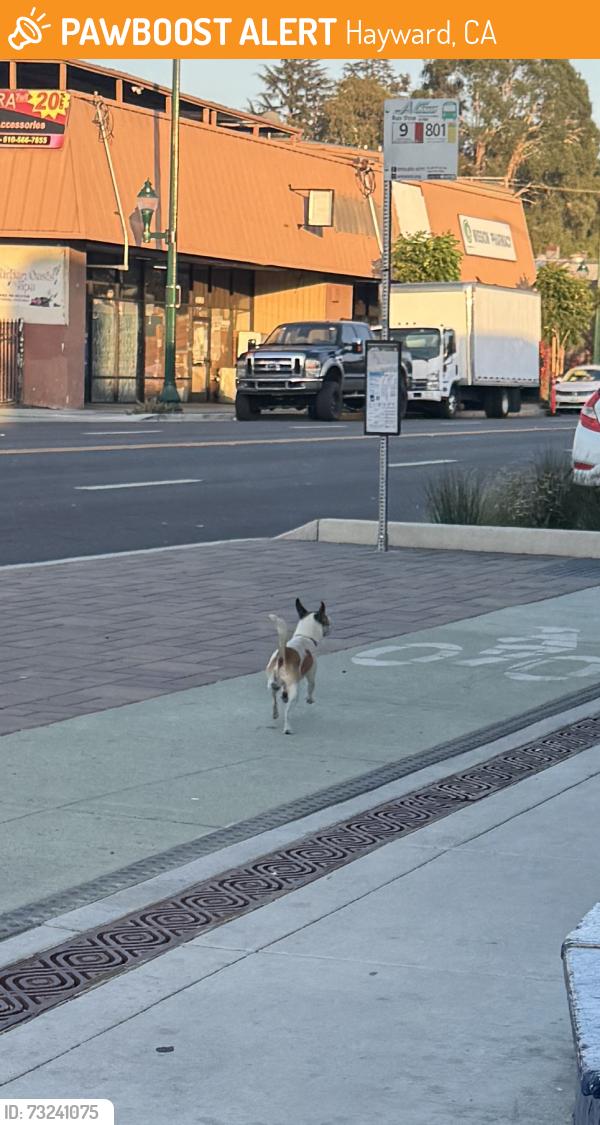 Found/Stray Male Dog last seen Mission Blvd and Sunset, in front of S&R Motors, Hayward, CA 94541