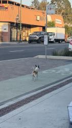Found/Stray Male Dog last seen Mission Blvd and Sunset, in front of S&R Motors, Hayward, CA 94541