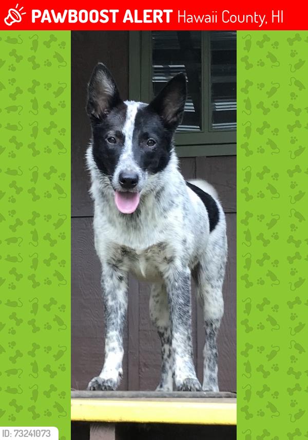 Lost Female Dog last seen Honomainoa and Kaihuiki, Hawaii County, HI 96764