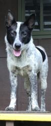 Lost Female Dog last seen Honomainoa and Kaihuiki, Hawaii County, HI 96764