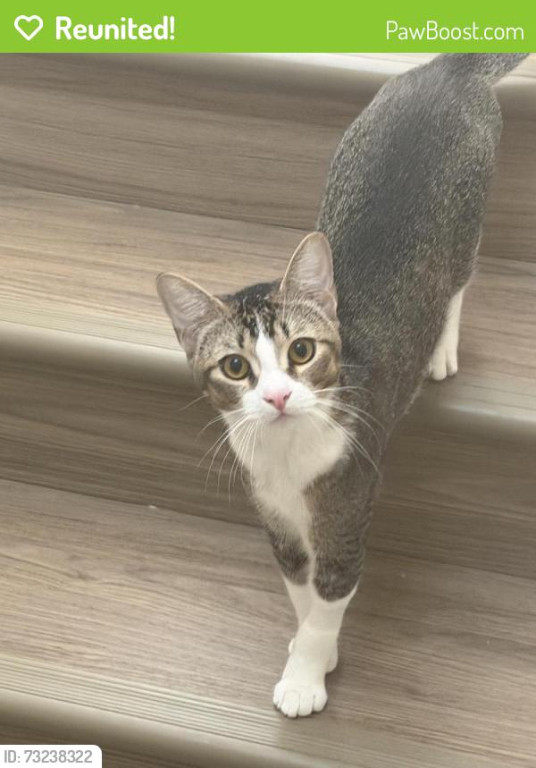 Reunited Male Cat last seen Wesley Chapel blvd, Lutz, FL 33559