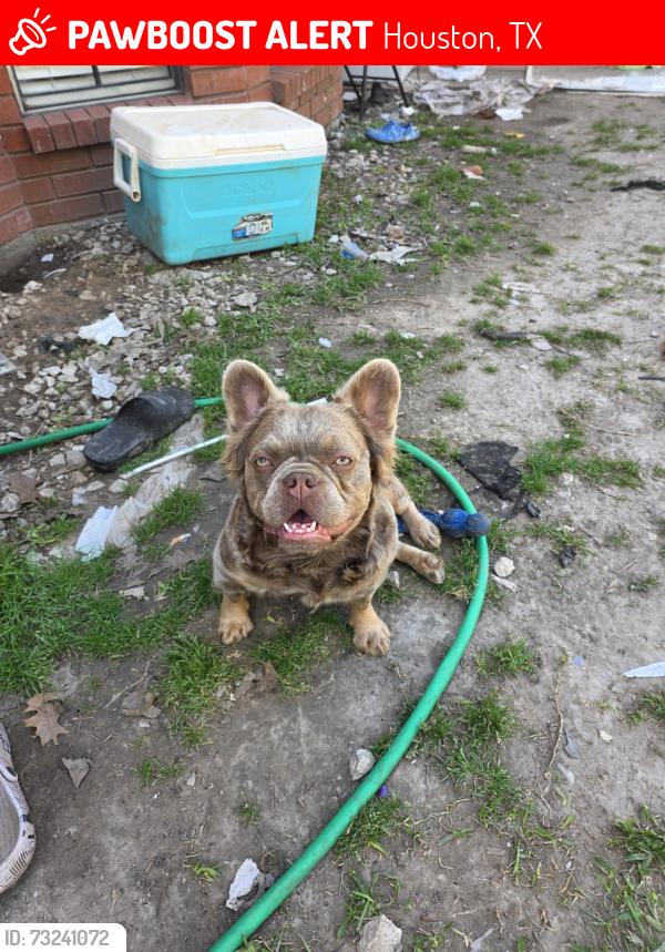 Lost Female Dog last seen Near kleinmeadow ct, Houston, TX 77066