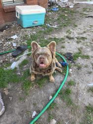 Lost Female Dog last seen Near kleinmeadow ct, Houston, TX 77066