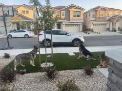 Reunited Unknown Dog last seen Buchanan Road, Pittsburg, CA 94565