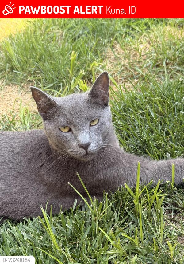 Lost Male Cat last seen Kay street and Hubbard, Kuna, ID 83634