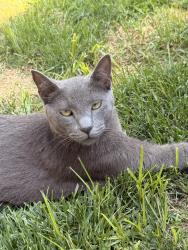 Lost Male Cat last seen Kay street and Hubbard, Kuna, ID 83634