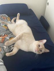 Lost Male Cat last seen Near Marjorie Ln Oregon City, OR 97045 Estados Unidos, Oregon City, OR 97045
