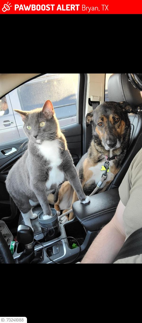 Lost Male Cat last seen Stevens dr & old hearne rd, Bryan, TX 77803
